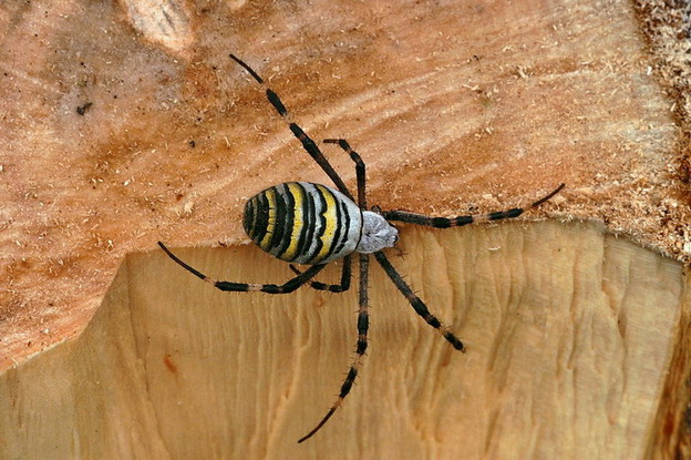 Argiope bruennichi